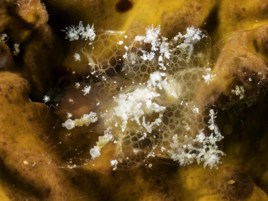 Madrella sp. A